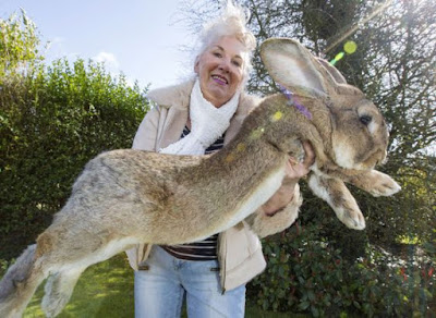 Coelhinho da páscoa: Saiba tudo sobre os coelhos gigantes Flemish Giant Rabbit And Human | Animais | animais, bichos, bizarro, cadeia, gigante, gigantes