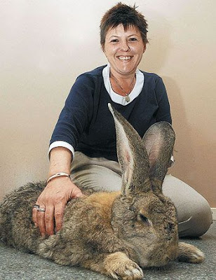 Coelhinho da páscoa: Saiba tudo sobre os coelhos gigantes biggest flemish giant rabbit | Animais | animais, bichos, bizarro, cadeia, gigante, gigantes
