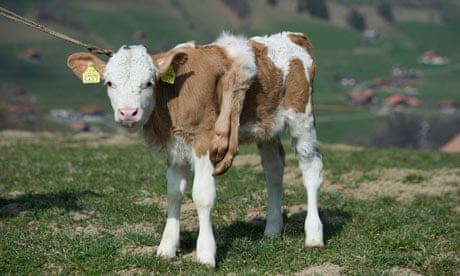 Os incríveis Bichinhos do Mundo Gump six legged calf switzerla 009 | Animais | animais, bichos, bizarro, curioso, mutante, nojento