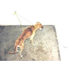 "Artista" mata cachorro durante uma exposição de diz que "é arte" download 8 | Animais | arte contemporânea, cachorro, sinistro