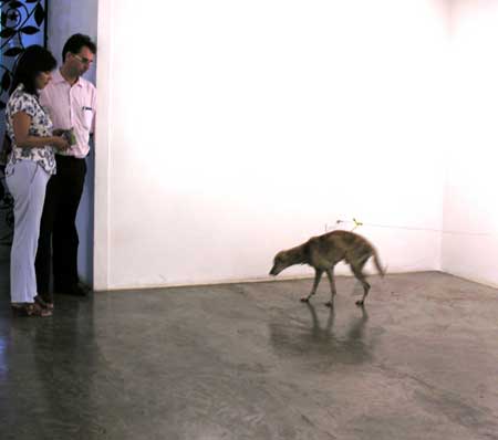 "Artista" mata cachorro durante uma exposição de diz que "é arte" dscn8139vk6 | Animais | arte contemporânea, cachorro, sinistro