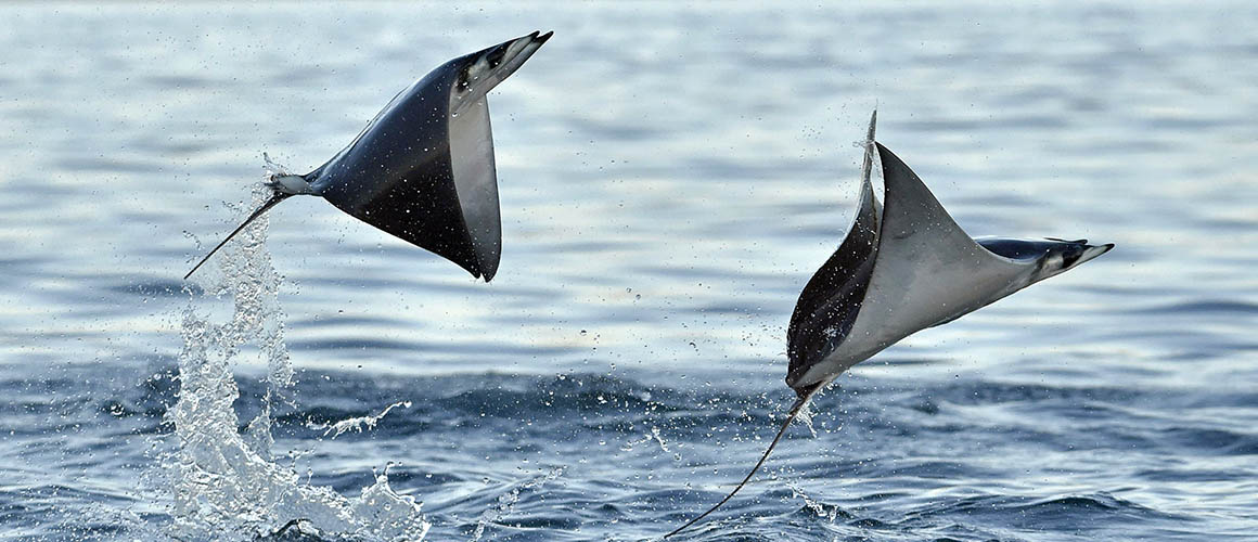 Incríveis imagens das Arraias voadoras mobula ray full width | Animais | animais, curioso, marinhas, peixe
