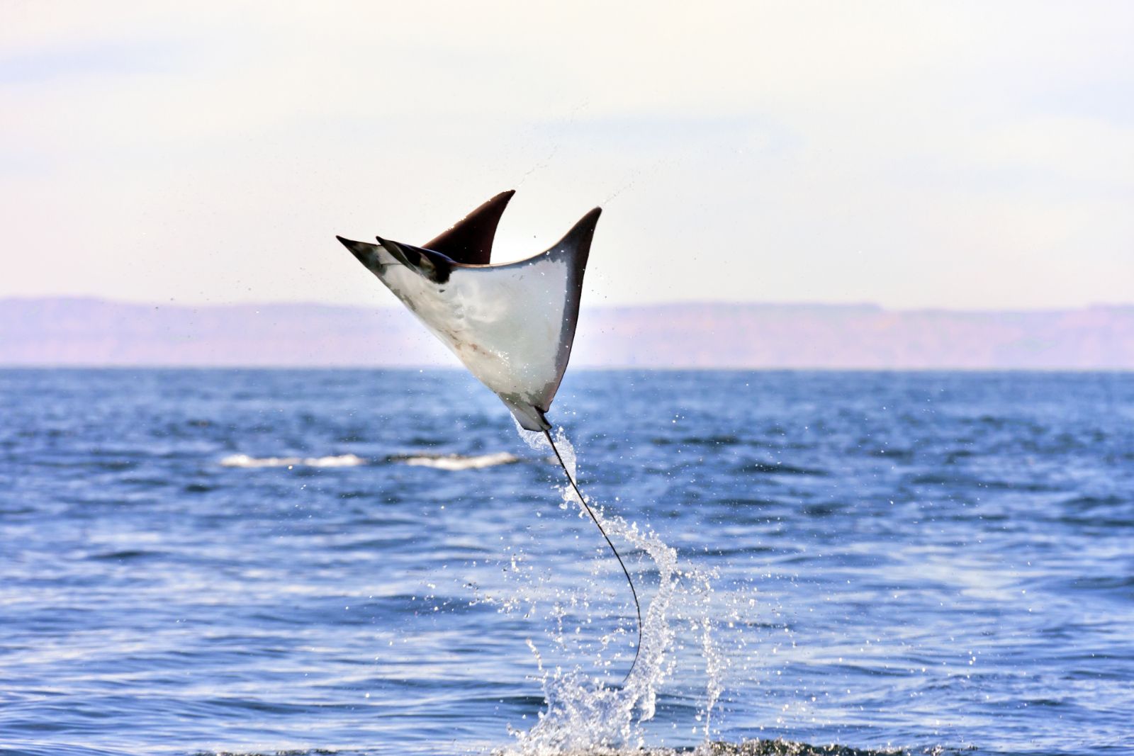 Incríveis imagens das Arraias voadoras mobula ray jump flying breaching manta ray advocates 010 | Animais | animais, curioso, marinhas, peixe