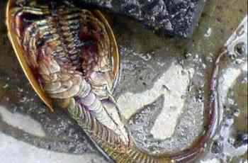 Mais um peixe pré-histórico aparece 4px | Animais | água, animais, animal, bizarro, curioso, incrível, peixe