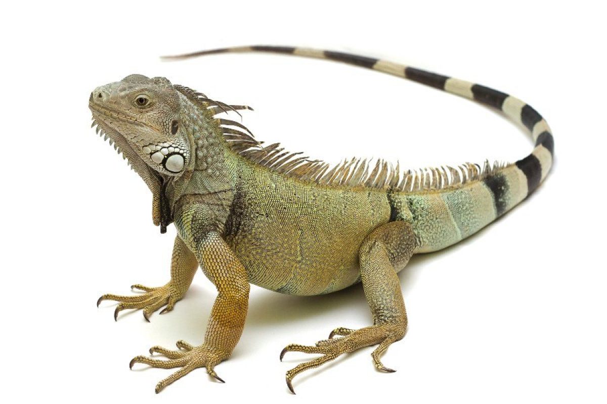 6 comidas nojentas Iguana