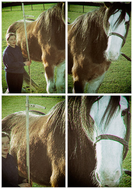 O maior cavalo do mundo e o menor bigdigger | Animais | animais, animal, bichos, bizarro, cavalos, curioso, gigante, gigantes, miniatura