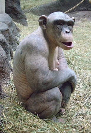 A macaca careca Cinder 2 St Louis Zoo | Animais | animais, bichos, curioso