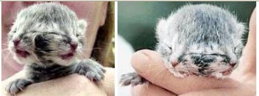 Os gatinhos da Família Adams gatim1 | Animais | animais, bichos, bizarrice, bizarro, gato, mutante, nojento