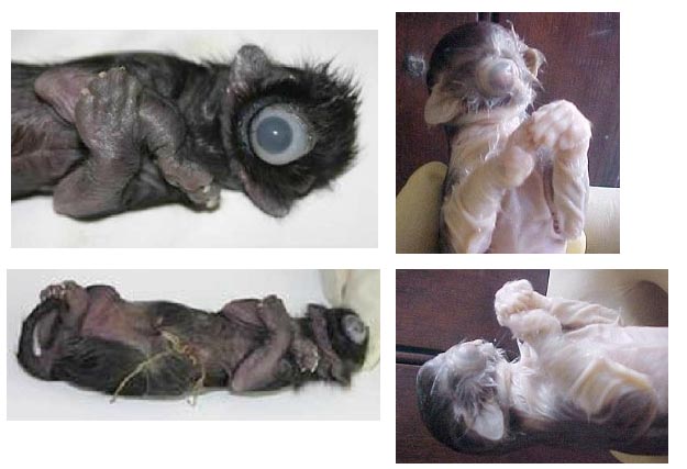 Os gatinhos da Família Adams gatim3 | Animais | animais, bichos, bizarrice, bizarro, gato, mutante, nojento