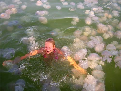 Nadando com as águas vivas jellyfish01 | Animais | animais, bichos, curioso, russo