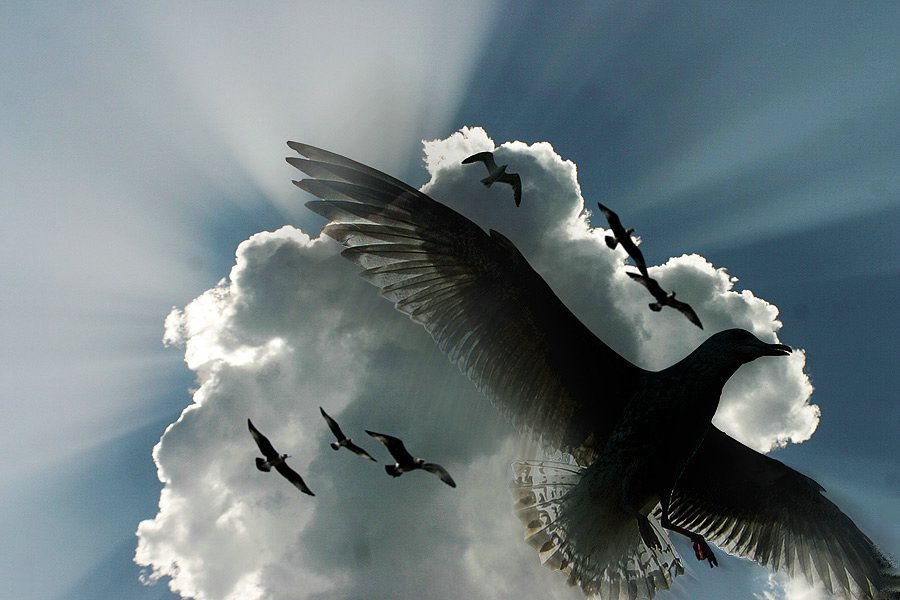 Fernão Capelo Gaivota ou Janathan Livingstone Seagull -Música, foto, video, livro 1208660628kdCAfHC | Animais | animais, Arte, bichos, cinema, dica, download, ebook, ebooks, fotografia, video