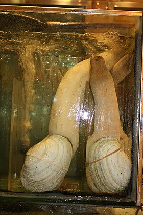 Panopea Abrupta - O visual é bem mais estranho que o nome 280px 2009 Mollusca in Hong Kong | Animais | animais, bichos, bizarro, curioso, nojento, Vermes