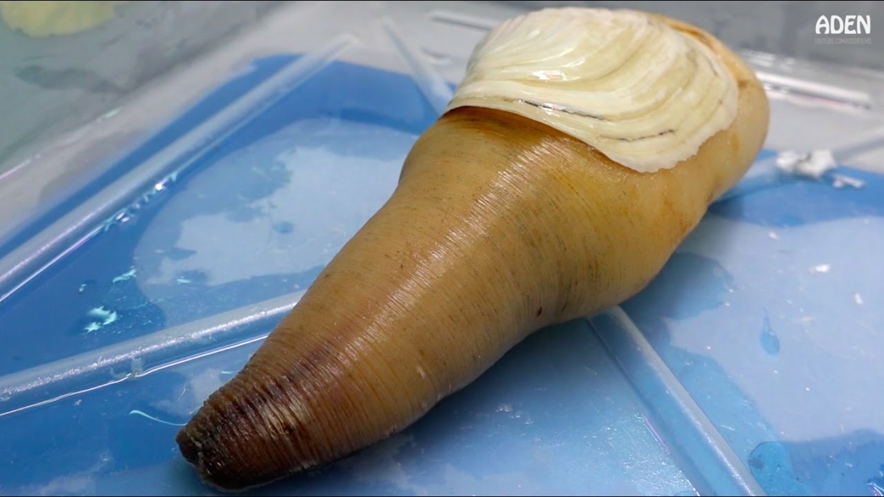 Panopea Abrupta - O visual é bem mais estranho que o nome maxresdefault 16 | Animais | animais, bichos, bizarro, curioso, nojento, Vermes
