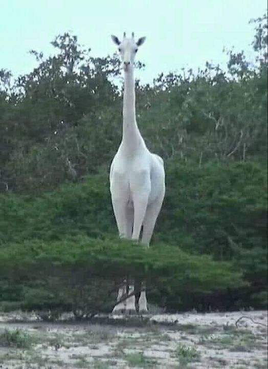Albinismo: O branco que a natureza merece 360093180 700938162048806 3141890745130772298 n | Animais | animais, bichos, bizarro, cachorro, curioso, mutante, peixe