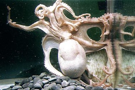 Quantos tentáculos tem um polvo? octopus w 96 tentacles 2 | Animais | animais, bichos, bizarro, curioso, incrível, mutante
