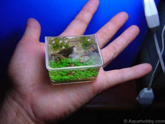 Aquários curiosos 603 Palmtop Aquarium 1c | Animais | água, animais, aquário, Arte, bichos, bizarro, curioso, design, incrível, peixe