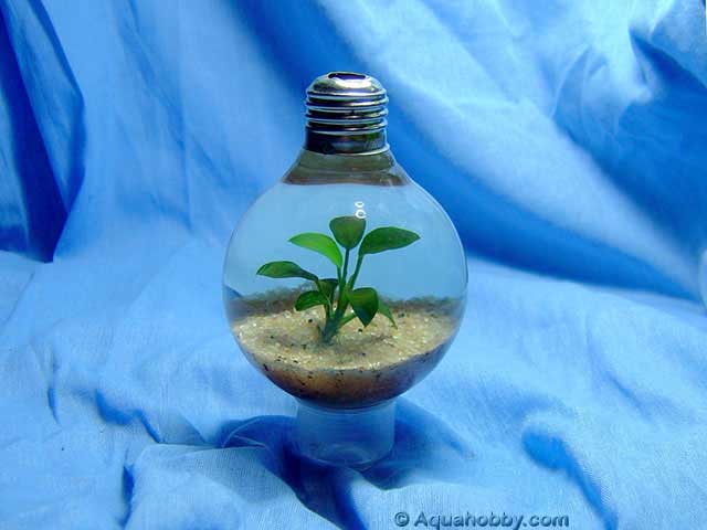 Aquários curiosos 603 Palmtop Aquarium 3a | Animais | água, animais, aquário, Arte, bichos, bizarro, curioso, design, incrível, peixe