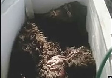 Encontrado o Pé Grande? 7bc564d9 4420 45ba bd0e 534d6bfc8b5a 080815bigfoot in freezer | Animais | absurdo, animais, bichos, bizarrice, bizarro, criaturas, curioso, gigante, incrível, Uncategorized