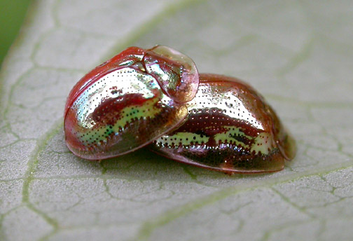 O incrível besouro jóia charidotella 1 small | Animais | animais, bichos, curioso, incrível, insetos, miniatura