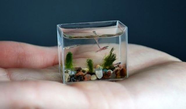 Aquários curiosos worlds smallest aquarium | Animais | água, animais, aquário, Arte, bichos, bizarro, curioso, design, incrível, peixe
