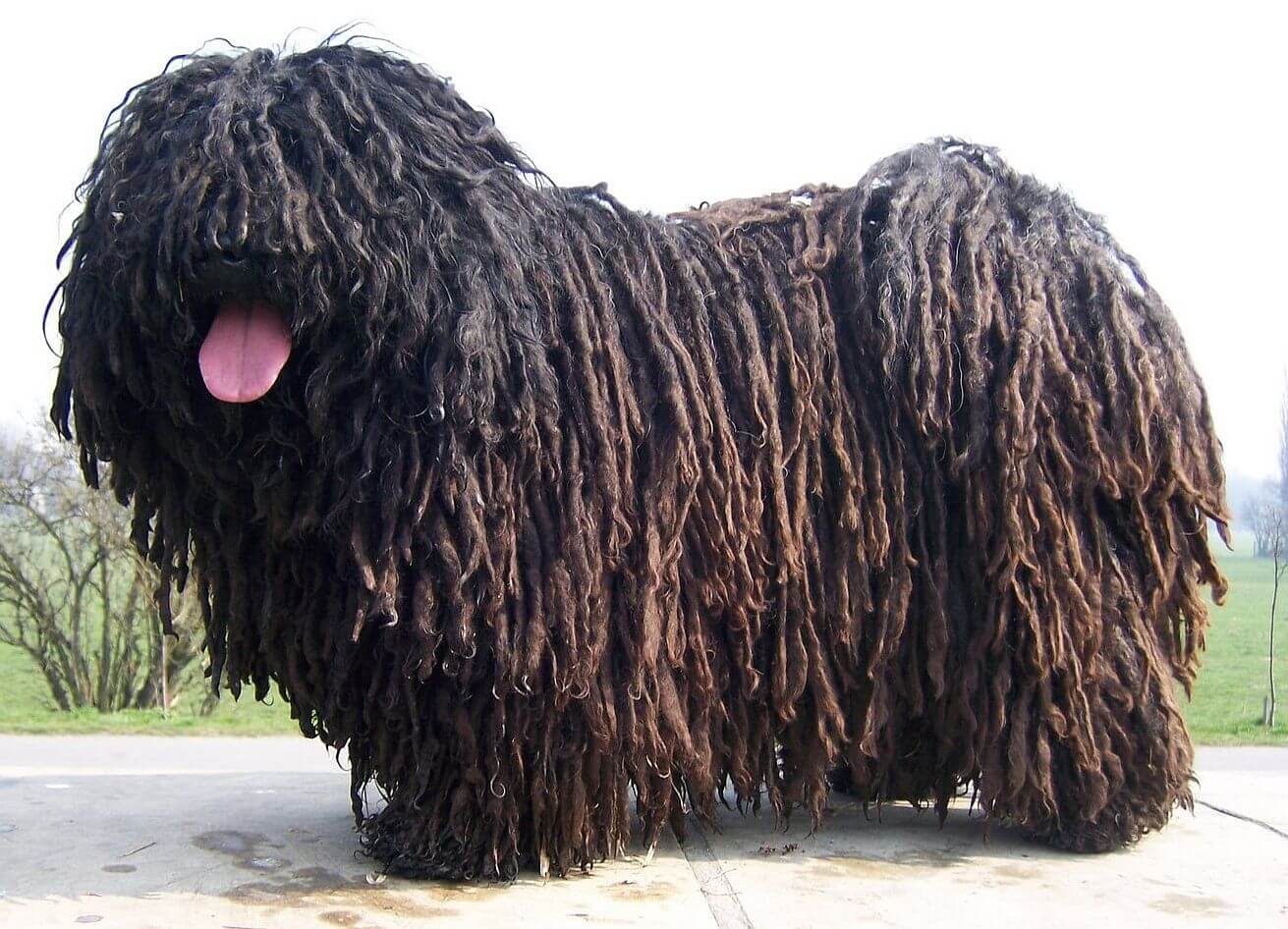 Isto não é a peruca do Bob Marley 426pulimarcos1 1 | Animais | animais, bichos, cachorro, curioso