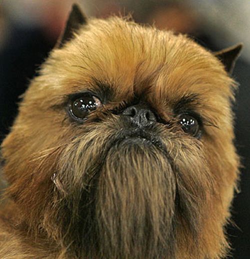 O gato Yoda e o cão Chewbacca Cachorro de raça não identificada, muito peludo e com expressão séria, lembrando o Chewbacca