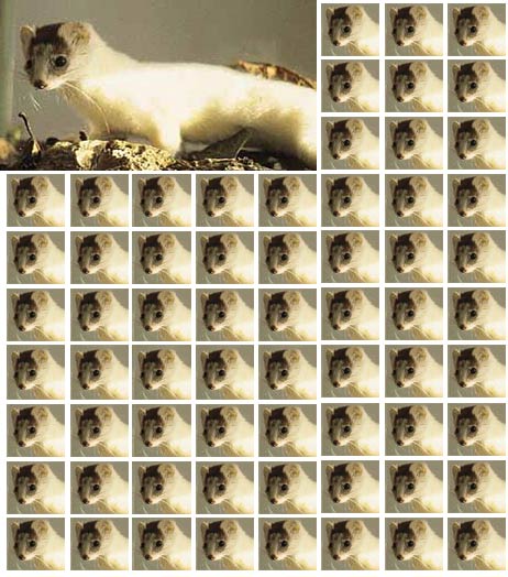O que é um casaco de pele? visonzinho | Animais | animais, bichos, bizarro, celebridades, curioso, horrível, incrível, morte, sinistro