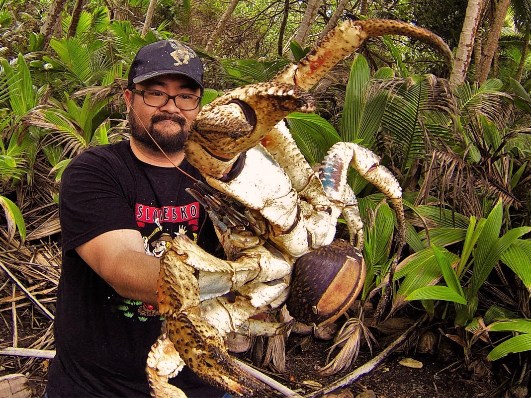 Bicho bizarro: O caranguejo do coco true facts about the coconut crab 1 | Animais | animais, bichos, bizarro, curioso, estranho, incrível, maluco, nojento