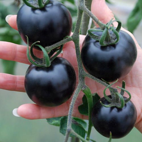 A história curiosa do tomate ee9a8e676e8cb088b4ff691ca1a01561 | Curiosidades | comida, curioso, plantas, Textos