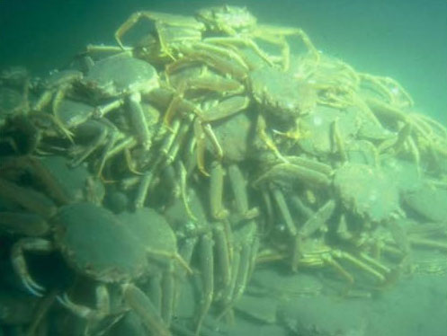 Caranguejo gigante à venda snow crab pod l | Animais | animais, bichos, bizarro, comida, curioso, gigante, incrível, maluco, peixe, sinistro