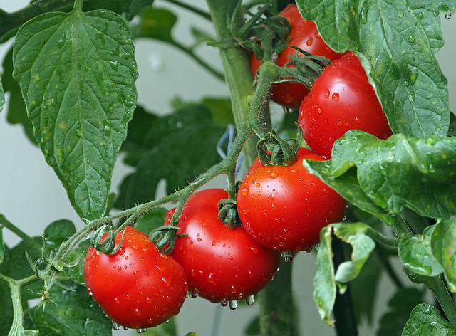 A história curiosa do tomate tomatoes gc278e79b6 640 | Curiosidades | comida, curioso, plantas, Textos