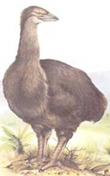Ovo gigante do pássaro elefante vai a leilão article 1164847 0417CD28000005DC | Animais | animais, ave, bichos, bizarro, curioso, gigante, ovo, paleontologia