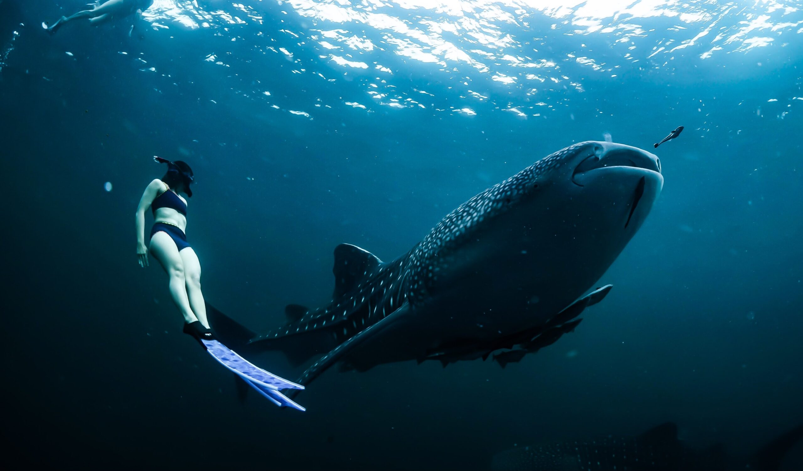 O menor Tubarão Baleia do mundo pexels adiprayogo liemena 7826551 scaled | Animais | animais, bichos, curioso, gigante, incrível, peixes, submarino