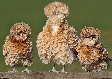 Galinhas arrepiadas article 1169311 0440243F000005DC | Animais | animais, bichos, bizarro, curioso