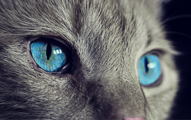 O incrível gato aranha e outros gatos extraordinários cat g38fd13421 640 | Animais | Arte, bichos, bizarro, curioso, estranho, incrível, recorde