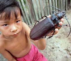 O maior inseto do mundo download 51 | Animais | adulto, amazônica, animais, animal, aparece, bbc, bicho, bichos, botar, chama coms, chamada, da, deus, ele, esses, estes, floresta, florestas, gigante, gigantes, inseto, maial, monstro, monstros, nativo, natureza, outro, pra, quase, quem, rinoceronte, s, suas, ter, titanus, uma, uma coisa, video, videos, viu