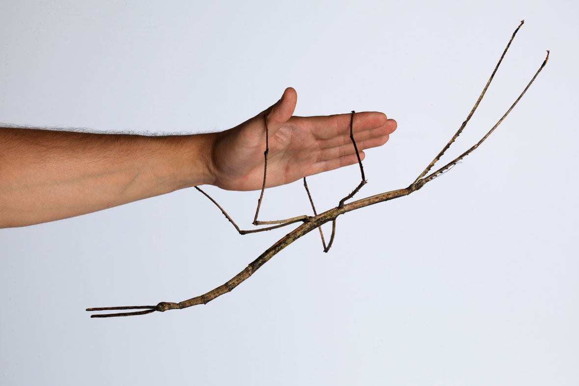 O maior inseto do mundo giant stick insect 2016 01 07 | Animais | adulto, amazônica, animais, animal, aparece, bbc, bicho, bichos, botar, chama coms, chamada, da, deus, ele, esses, estes, floresta, florestas, gigante, gigantes, inseto, maial, monstro, monstros, nativo, natureza, outro, pra, quase, quem, rinoceronte, s, suas, ter, titanus, uma, uma coisa, video, videos, viu