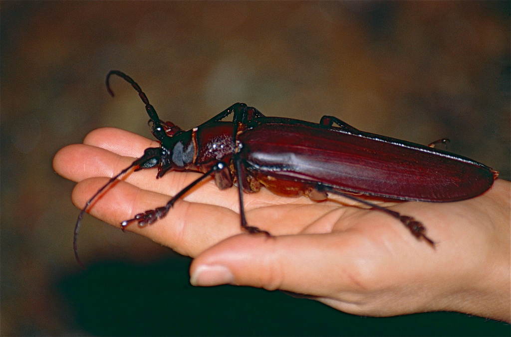 O maior inseto do mundo large 1 | Animais | adulto, amazônica, animais, animal, aparece, bbc, bicho, bichos, botar, chama coms, chamada, da, deus, ele, esses, estes, floresta, florestas, gigante, gigantes, inseto, maial, monstro, monstros, nativo, natureza, outro, pra, quase, quem, rinoceronte, s, suas, ter, titanus, uma, uma coisa, video, videos, viu