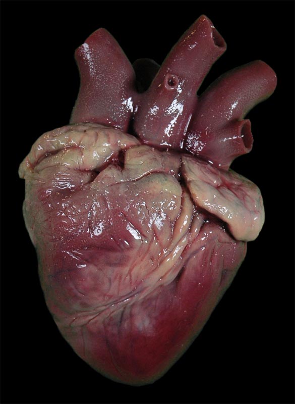 Máscaras de silicone gib heart 01 | Arte | bizarro, curioso, efeitos, maquiagem, mascaras, medo, sinistro, susto, terror