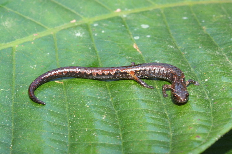 A salamandra gigante 7.CalPhotos 0000 0000 1110 0067 | Animais | animais, bichos, curioso, gigante, salamandra