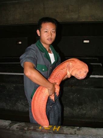 A salamandra gigante CHINES1 4435 | Animais | animais, bichos, curioso, gigante, salamandra