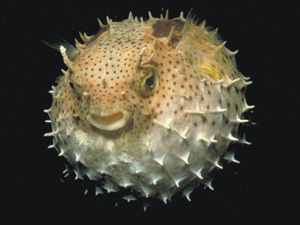 10 Peixes curiosos do mar de Porto de Galinhas 1187375611F | Animais | animais, bichos, dicas, mergulho, peixes, porto de galinhas