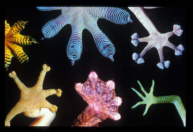 Lagartixas, animais incríveis GeckoFeet 300 | Animais | animais, bichos, bizarro, camuflagem, curioso, lagartixa