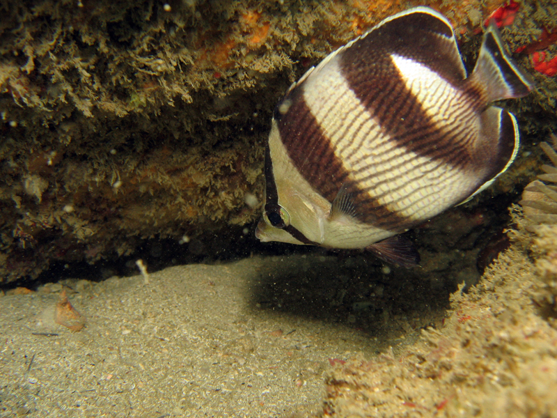 10 Peixes curiosos do mar de Porto de Galinhas borboleta | Animais | animais, bichos, dicas, mergulho, peixes, porto de galinhas