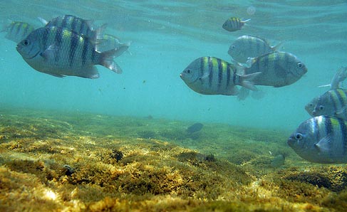 10 Peixes curiosos do mar de Porto de Galinhas | Animais | animais, bichos, dicas, mergulho, peixes, porto de galinhas