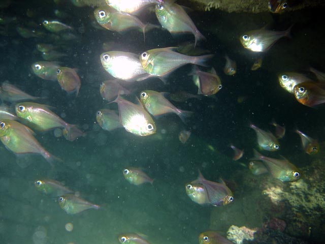 10 Peixes curiosos do mar de Porto de Galinhas piabas | Animais | animais, bichos, dicas, mergulho, peixes, porto de galinhas