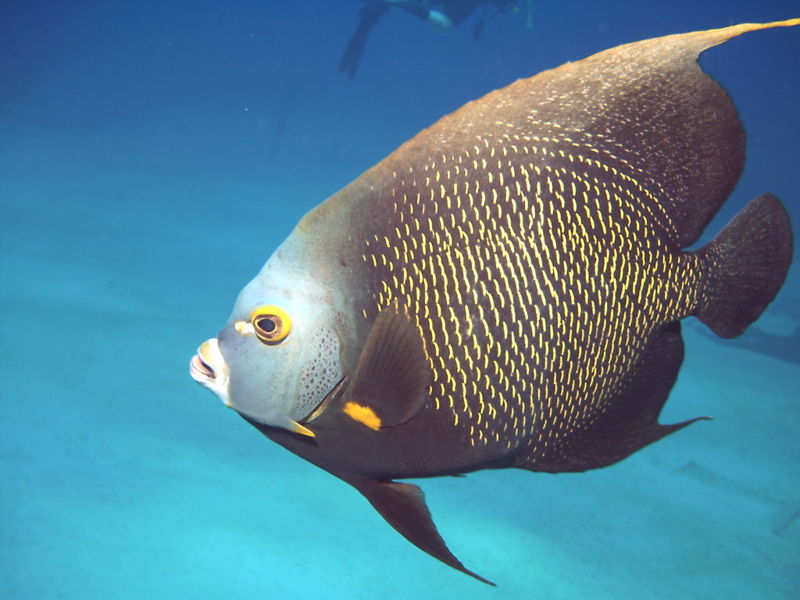 10 Peixes curiosos do mar de Porto de Galinhas pomacanthus paru | Animais | animais, bichos, dicas, mergulho, peixes, porto de galinhas