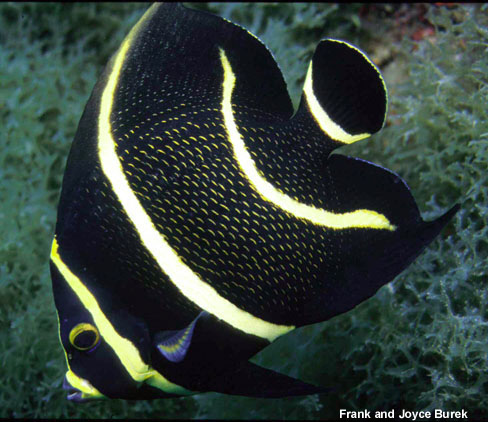 10 Peixes curiosos do mar de Porto de Galinhas pomacanthus paru filhote | Animais | animais, bichos, dicas, mergulho, peixes, porto de galinhas