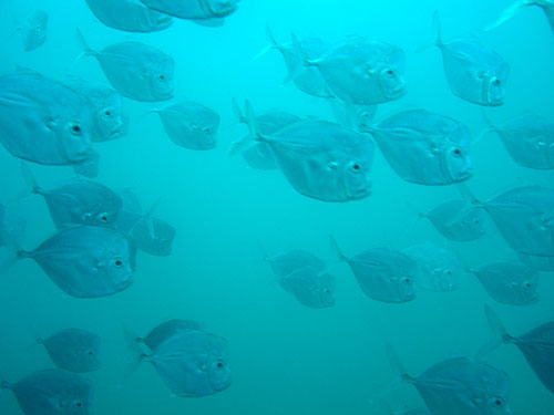 10 Peixes curiosos do mar de Porto de Galinhas rafael porto de galinhas02 | Animais | animais, bichos, dicas, mergulho, peixes, porto de galinhas