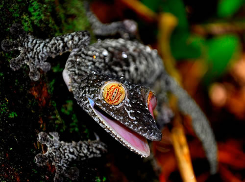 Lagartixas, animais incríveis trippy lizard eyes | Animais | animais, bichos, bizarro, camuflagem, curioso, lagartixa
